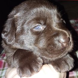 Labrador Retriever Puppies from Rebellion Labradors
