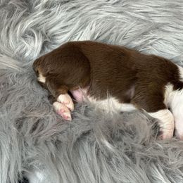 Australian Shepherd Puppies from Annie's Aussies
