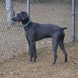 Moe - Weimaraner