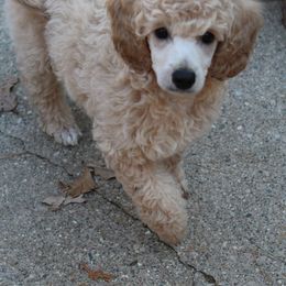 Poodle Puppies from Earthstone Poodle