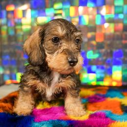 American Corgi, Dachshund, and Pembroke Welsh Corgi Puppies from Shining A Lowriders & Co.