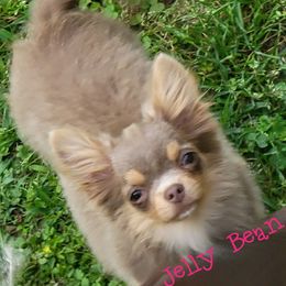 Jelly Bean - Chihuahua