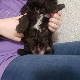 Poodle puppies from Archie's Angels