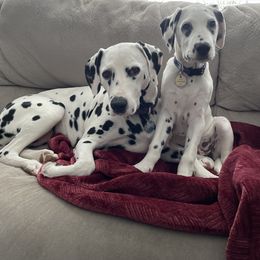 Dalmatian All Grown Up from Antietam Dalmatians