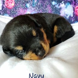 Rottweiler Puppies from Von Hunter Rottweilers