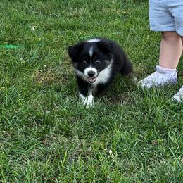 BTM - Black tri male Miniature Australian Shepherd puppy in Lexington, Nebraska from Osborne's Aussies