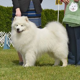 Bo - Samoyed
