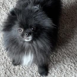 Starry - Black female Pomeranian puppy in Westminster, Colorado from VanityPom’s