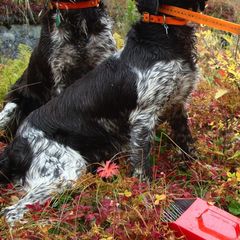 Kleine Munsterlanders from Julson Kennel