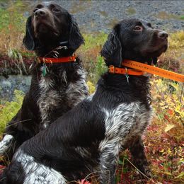 Kleine Munsterlanders from Julson Kennel