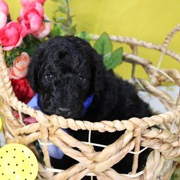 Colby - Phantom male Poodle puppy in Peyton, Co, Usa, Colorado from Peyton Poodles