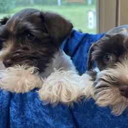 Miniature Schnauzers from Ave-Mazing Bayou Babies