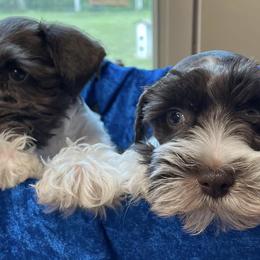 Miniature Schnauzers from Ave-Mazing Bayou Babies