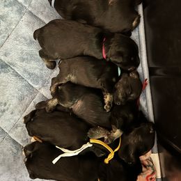 Girl 1 - Black and silver female Miniature Schnauzer puppy in Bellville, Ohio from Lynn's Charming Schnauzers