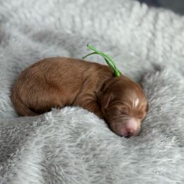 Flint - Red  male Goldendoodle puppy in Wharton, Texas from Little Fur Friends