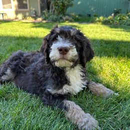 White - Bernedoodle puppy from Sweet Tea Kennels