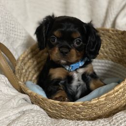 Boy 1 - Black and tan Cavalier King Charles Spaniel puppy in Texarkana, Arkansas from Miller's Cavaliers