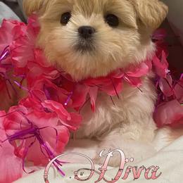 Chinese Crested and Mi-Ki Puppies from Neonate puppy care for breeders