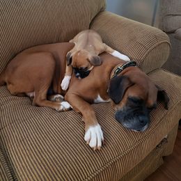Boxer All Grown Up from Olde Mill Town Boxers