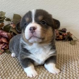 MARVIN - Blue male Pembroke Welsh Corgi puppy in Hinton, Oklahoma from Green Cloud Ranch