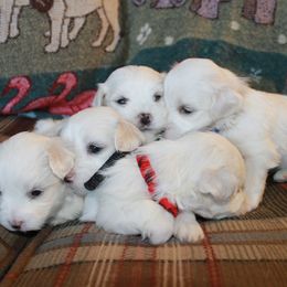 Bichon Frise Puppies from Kerley's Kuties