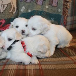 Bichon Frise Puppies from Kerley's Kuties