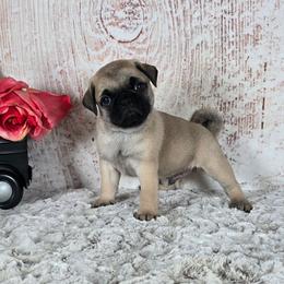 Zimba - Fawn male Pug puppy in Atwood, Illinois from Peace Road Puppies