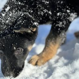 Pink girl - Black and tan female German Shepherd puppy in Wayne, Maine from Copper Hill German Shepherds