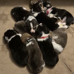 Pembroke Welsh Corgi Puppies from Temperance Farm Corgis