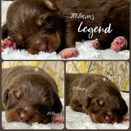 6 Legand - Red tri-color male Australian Shepherd puppy in Huntington, Texas from JKKJ Farms, LLC