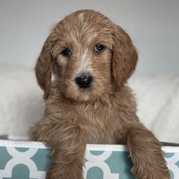 Goldendoodle Puppies from AZ/CO Designer Goldendoodles