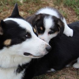 Pembroke Welsh Corgi Puppies from Fire Sweep Ranch