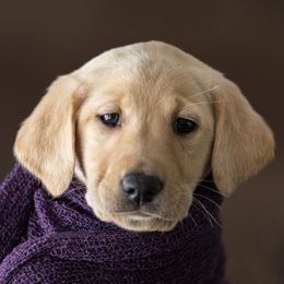 Manicotti - Labrador Retriever puppy in Compton, Illinois from Kickass Labradors