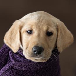 Manicotti - Labrador Retriever puppy in Compton, Illinois from Kickass Labradors