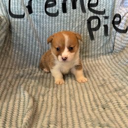 Oatmeal Creme Pie - Sable male Pembroke Welsh Corgi puppy in Sherwood, Michigan from Patrick's Puppies