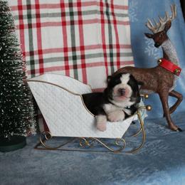 Teal - Black and white male Siberian Husky puppy in York, Pennsylvania from Spalla Pups