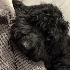 Double Doodles from Too Cute Dudes