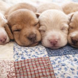 Dachshund Puppies from Queen City Sausage Dogs