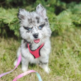 Ohana - Merle female Pomsky puppy in Cleveland, Ohio from Lake Point Pomskies