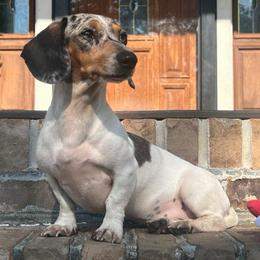 Miley - Dapple female Dachshund puppy in Choccolocco, Alabama from Ace’s Doxies