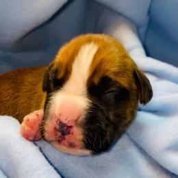 Yellow - Fawn male Boxer puppy in Oregon, Pennsylvania from Schaible's Boxer Huddle