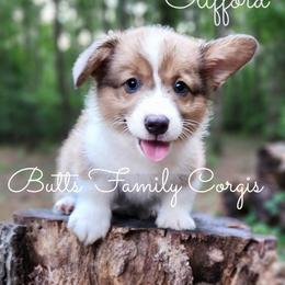 Clifford - Sable and white male American Corgi puppy in Cameron, North Carolina from Butts Family Corgis