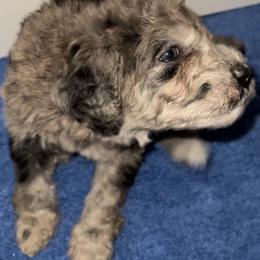 Australian Labradoodle, Bernedoodle, and Labradoodle Puppies from Island View Poodles & Doodles