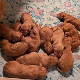 Boy 4 - Dark golden male Golden Retriever puppy in Rockaway Beach, Oregon from Beach Town Bullies/Sky High Golden Retrievers