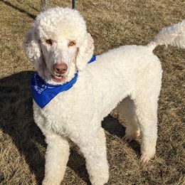 Mr. Big - Goldendoodle