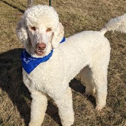 Mr. Big - Goldendoodle