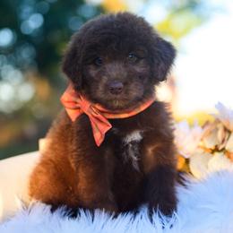 Quest - Red male Bordoodle puppy in Conway, Missouri from 2J 2K Bordoodles