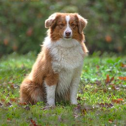Border Collies, Miniature American Shepherds, Siberian Huskies, and Toy Australian Shepherds from Alpine Tails