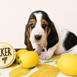 Woodrow - Black white and brown male Basset Hound puppy in Denison, Texas from Emma Lou's Baby Bassets