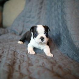 Black and white tux - Black and white male Boston Terrier puppy in Seguin, Texas from Campos Farms